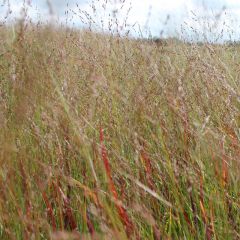 Ruten Hirse ‘Rotstrahlbusch’