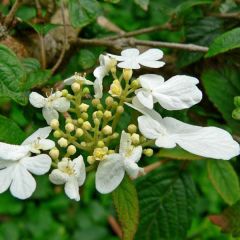 Schneeball 'Summer Snowflake' 