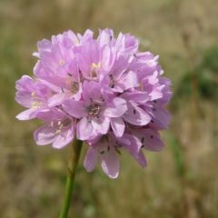 Grasnelke 'Rosea Compacta'