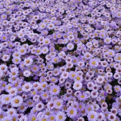 Kissen-Aster 'Lady in Blue'