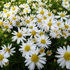 Kissen-Aster 'Schneekissen'