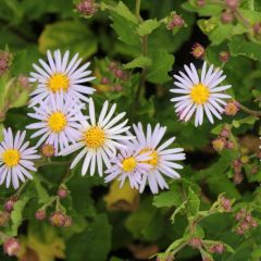 Aster 'Asran'