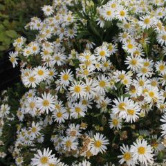 Ageratum Aster