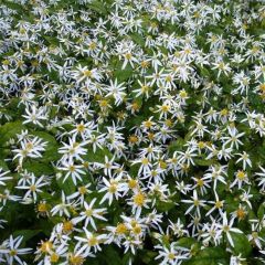 Sperrige Aster