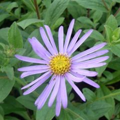 Frikarts Aster 'Mönch'