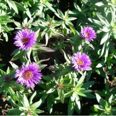 Raublatt Aster 'Purple Dome'