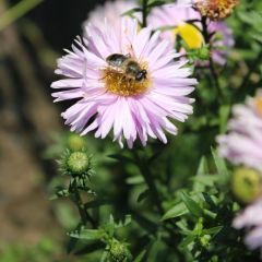 Glattblatt Aster 'Fellowship'