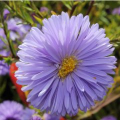 Glattblatt Aster 'Marie Ballard'