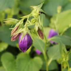 Glockenblume 'Kent Bell'