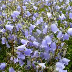 Niedliche Glockenblume 'Blue Baby'