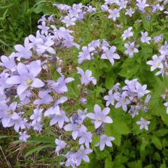 Dolden Glockenblume  ‘Prichard’s Variety’