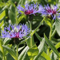 Flockenblume 'Coerulea'