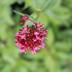 Rotblühende Spornblume