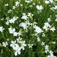 Heidenelke 'Albiflorus'