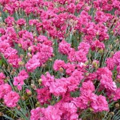 Feder Nelke 'Heidi'