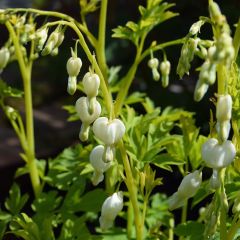 Hohe Herzblume 'Alba'