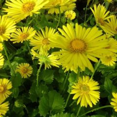 Doronicum orientale ‘Little Leo’