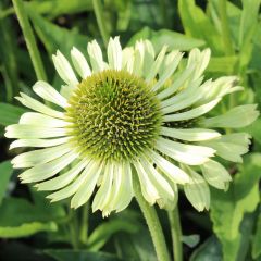 Grüner Sonnenhut 'Green Jewel'