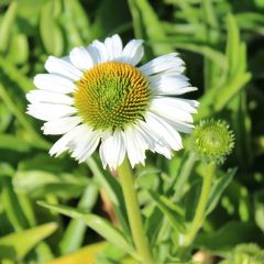 Scheinsonnenhut 'White Meditation'