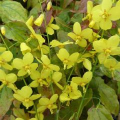 Elfenblume 'Frohnleiten'