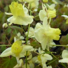 Schwarzmeer Elfenblume