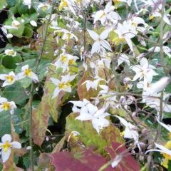 Flaumige Elfenblume 'Wudang Star'