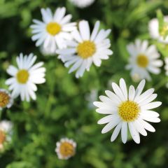 Spanisches Gänseblümchen