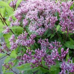 Großer Wasserdost 'Purple Blush'