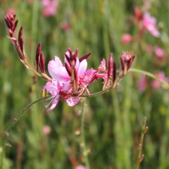 Prachtkerze 'Siskyou Pink'