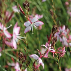 Prachtkerze 'Rosy Jane'