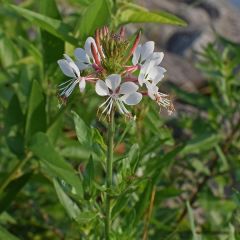 Prachtkerze 'Short Form'