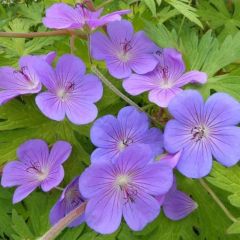 Storchschnabel 'Blue Sunrise'®'