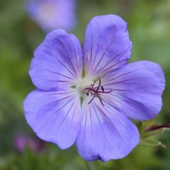 Storchschnabel 'Brookside'