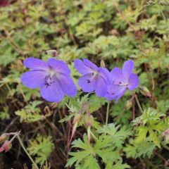 Storchschnabel 'Johnson's Blue'