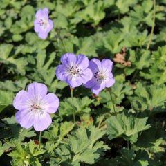 Storchschnabel 'Azure Rush'®'