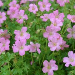 Pyrenäen Storchschnabel 'Wargrave Pink'