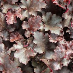 Heuchera 'Black Beauty'