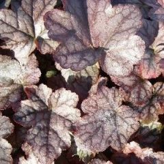 Bastardschaumblüte 'Quicksilver'