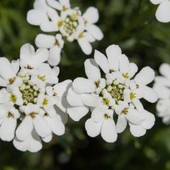 Immergrüne Schleifenblume 'Weisser Zwerg'