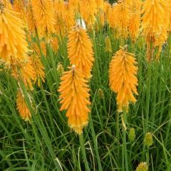 Fackellilie 'Mango Popsicle'®'