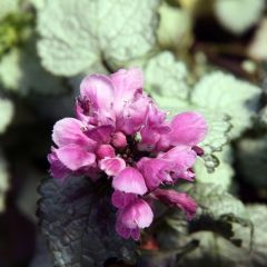 Gefleckte Taubnessel 'Beacon Silver'