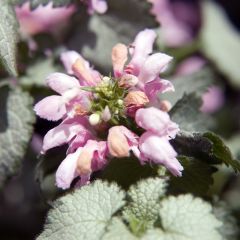 Gefleckte Taubnessel 'Pink Pewter'