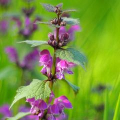 Gefleckte Taubnessel 'Roseum'