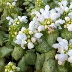 Gefleckte Taubnessel 'White Nancy'