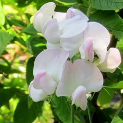 Platterbse 'Rosa Perle'