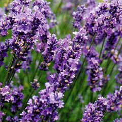 24 x Lavandula ‘Munstead'