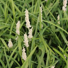 Glöckchentraube 'Monroe White'