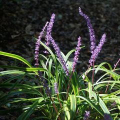 Glöckchentraube 'Variegata'