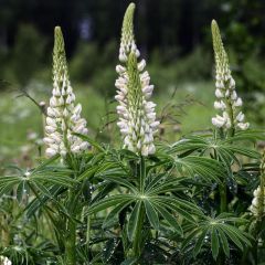 Lupine 'Gallery White'