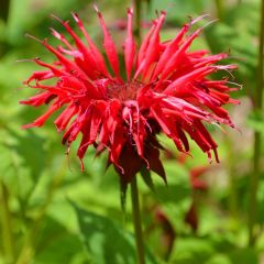 Indianernessel 'Gardenview Scarlet'